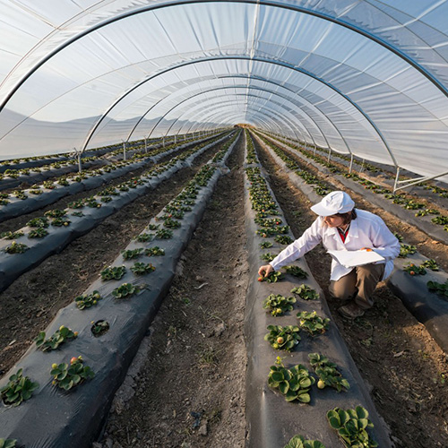 Área Agricultura Grupo AP