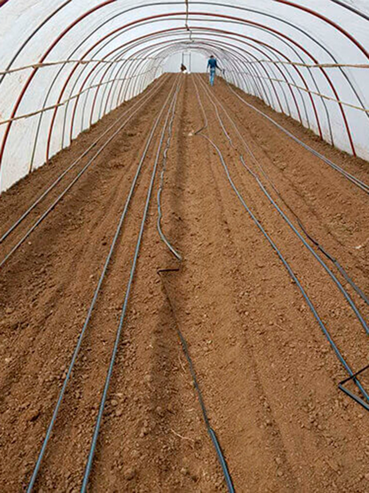 Macrotúneles con Polietileno LDT para Cultivo de Verduras Chinas