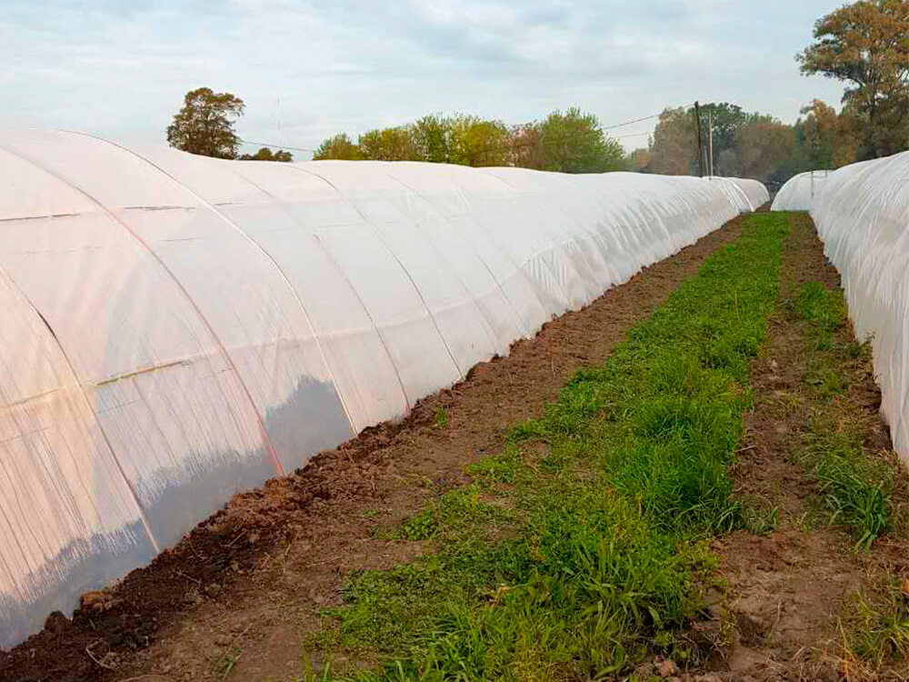 Macrotúneles con Polietileno LDT para Cultivo de Verduras Chinas