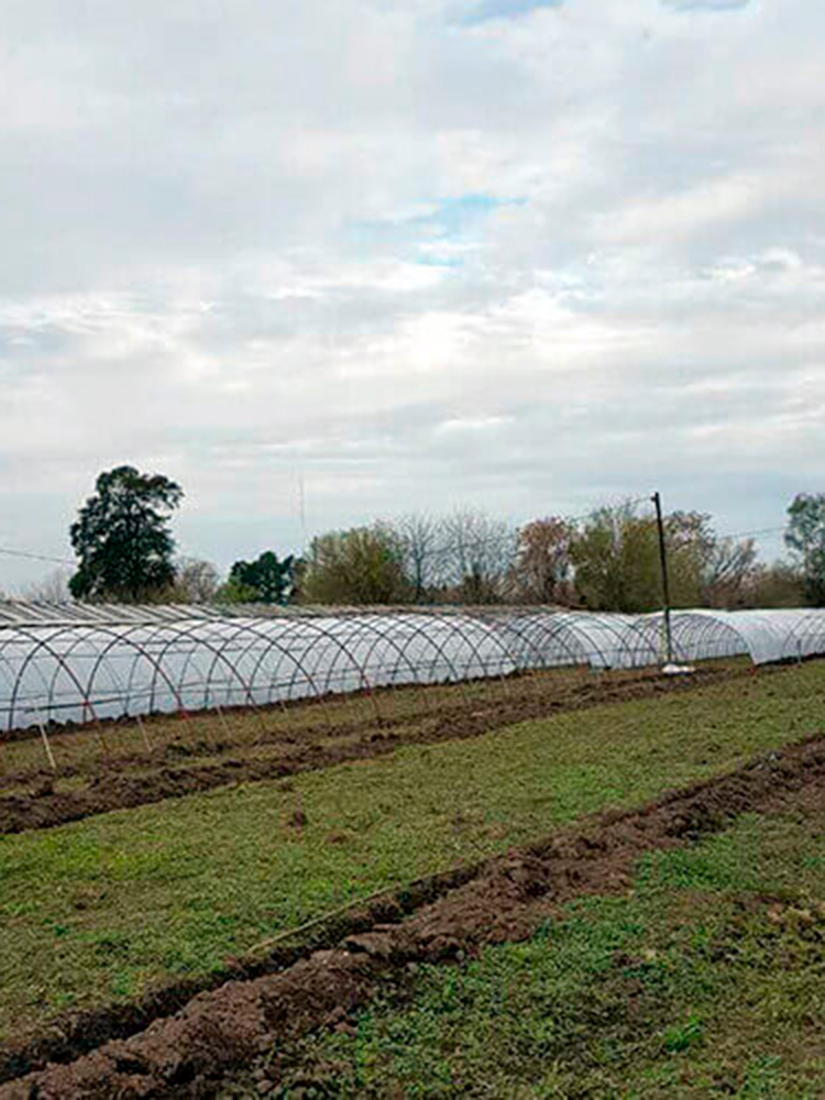 Macrotúneles con Polietileno LDT para Cultivo de Verduras Chinas