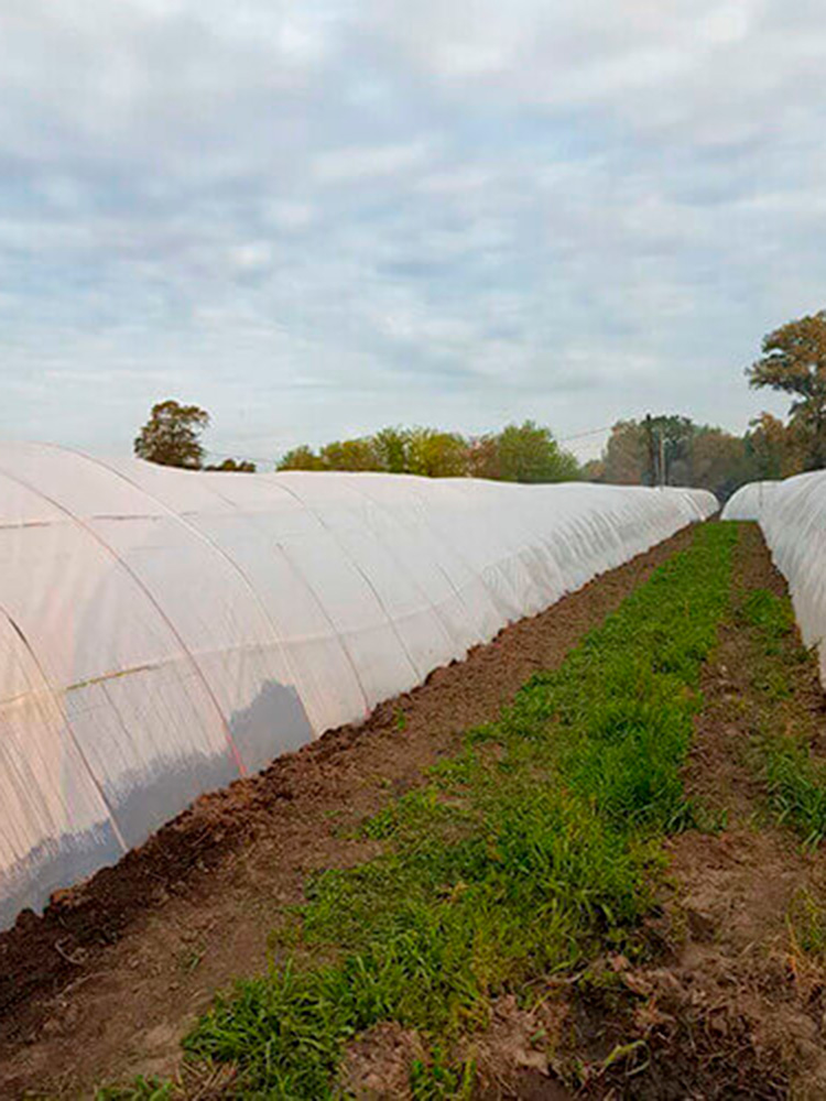 Macrotúneles con Polietileno LDT para Cultivo de Verduras Chinas