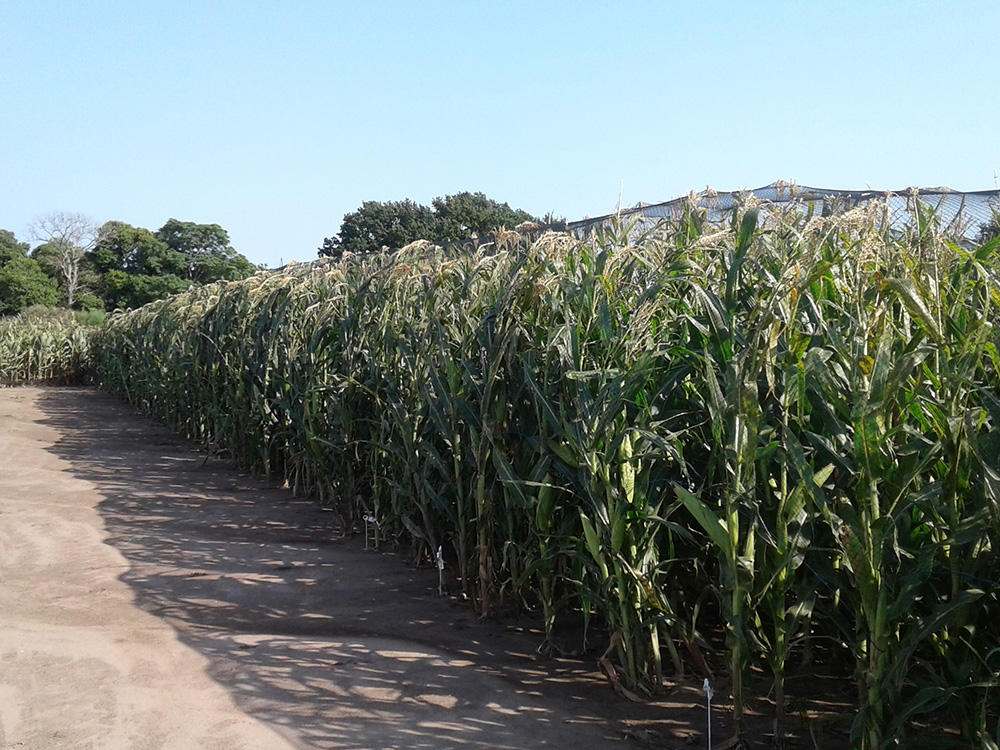 Malla Antipájaro para Producción de Semillas Híbridas