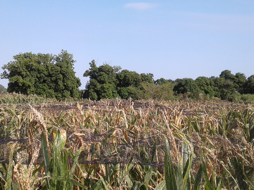 Malla Antipájaro para Producción de Semillas Híbridas