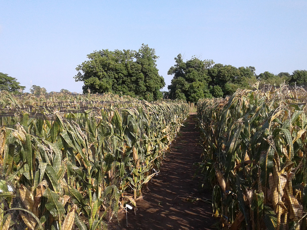 Malla Antipájaro para Producción de Semillas Híbridas