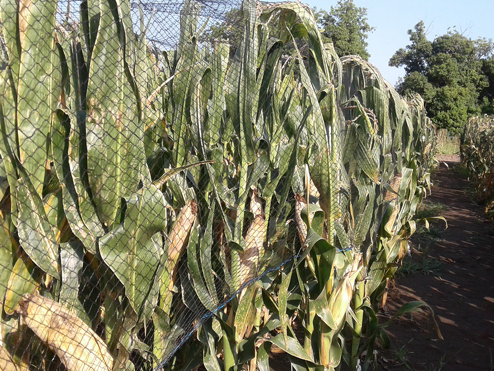 Malla Antipájaro para Producción de Semillas Híbridas