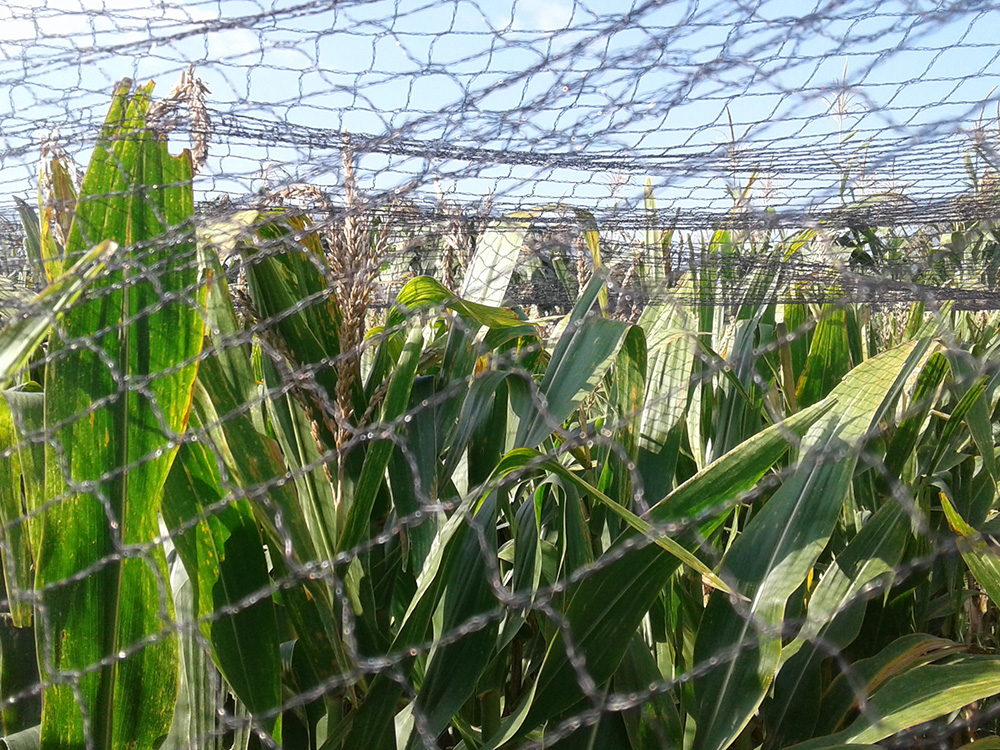 Malla Antipájaro para Producción de Semillas Híbridas