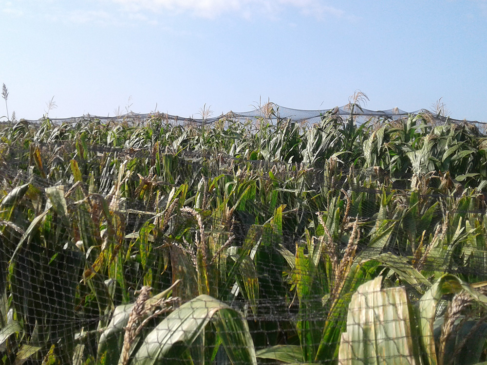 Malla Antipájaro para Producción de Semillas Híbridas