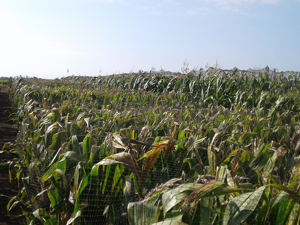 Malla Antipájaro para Producción de Semillas Híbridas