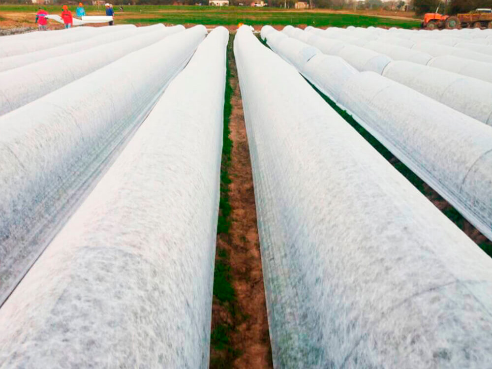 Manta Térmica Antihelada para Protección de Tomate